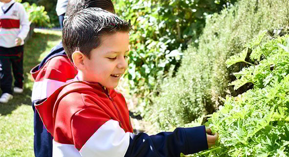 colegio_pedregal_santa_anita_huerto-1